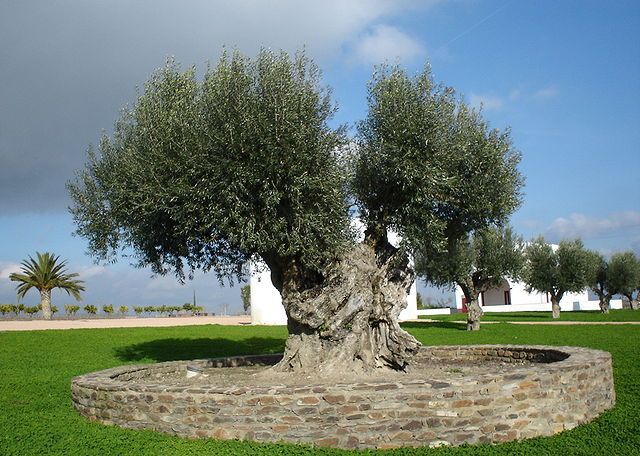 Olive Tree Photograph