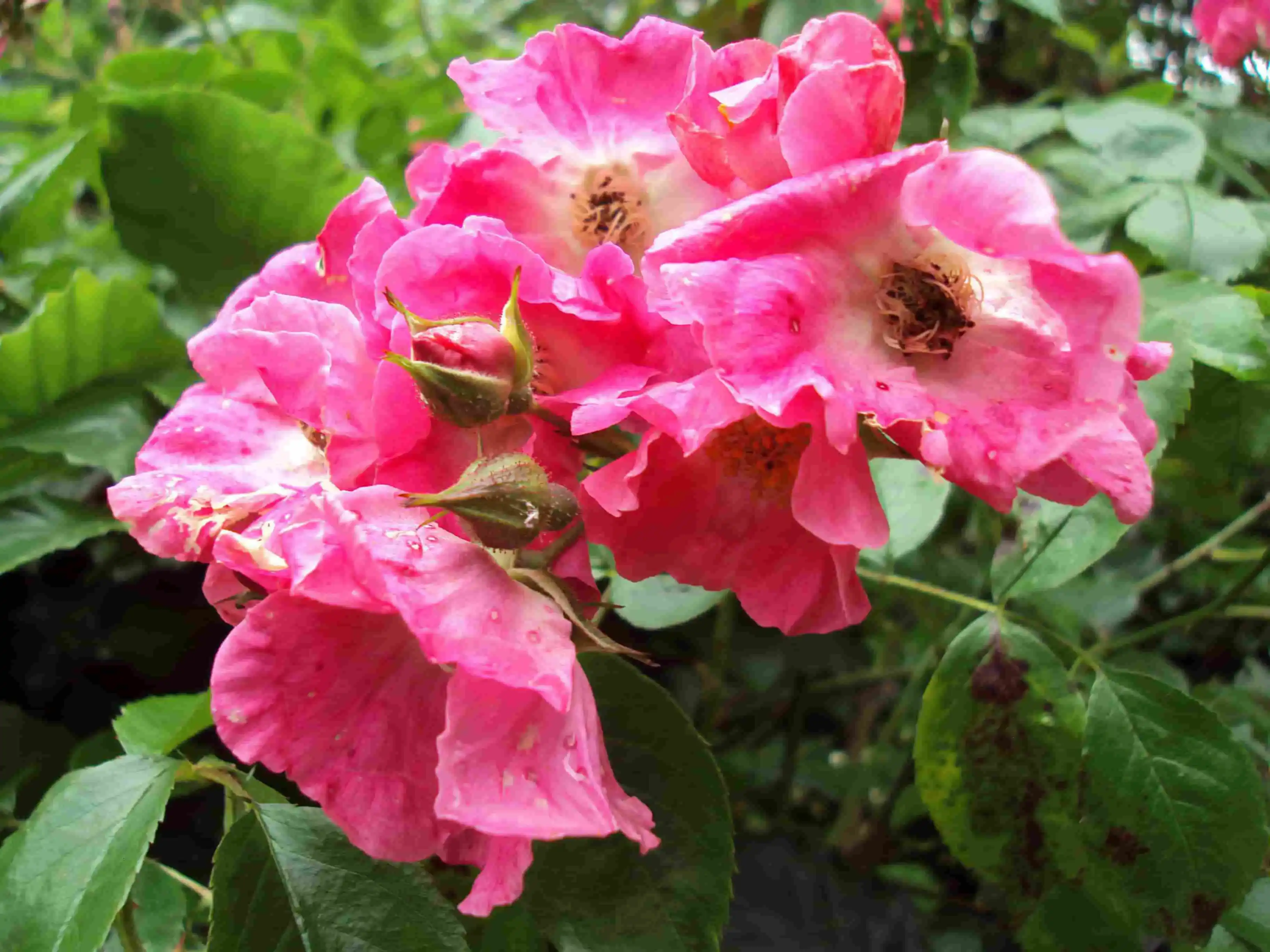 Rose growing older, with grace