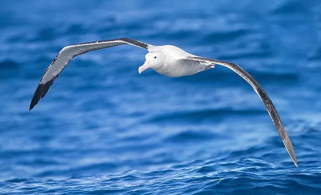 Albatross displaying its large wingspan