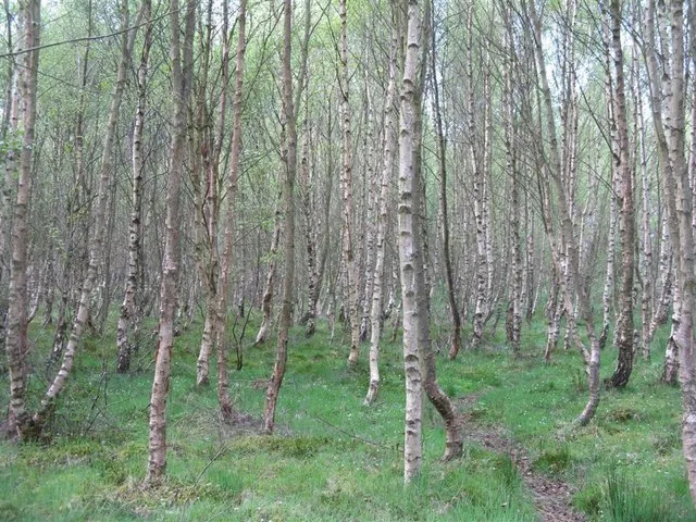 Forest Of Birches, Scotland