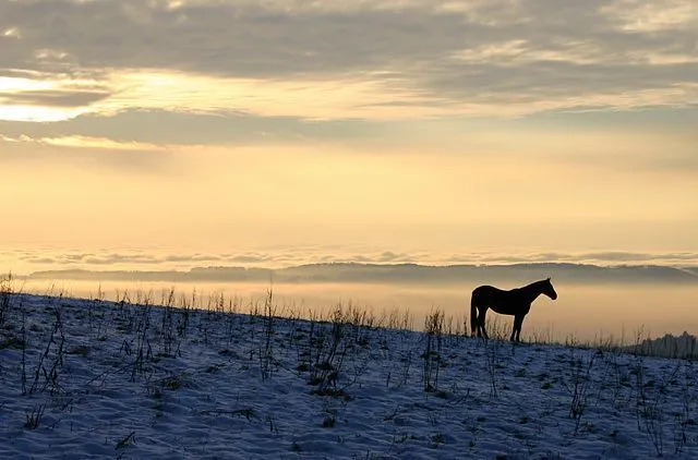 Black Horse