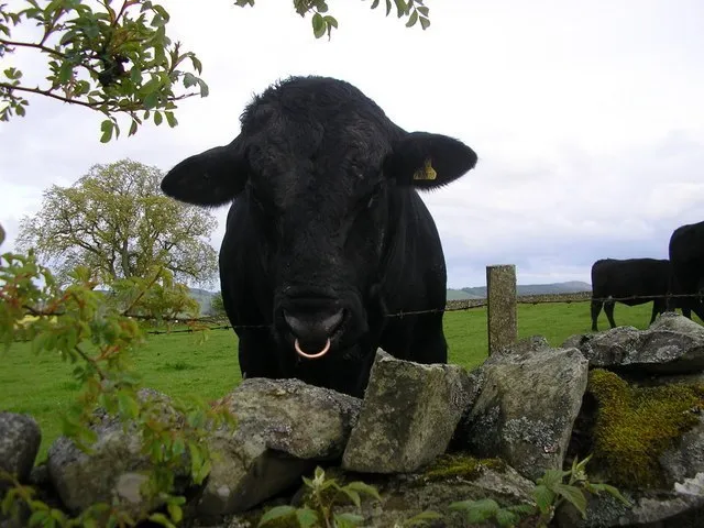 Bull at Upper Blainslie