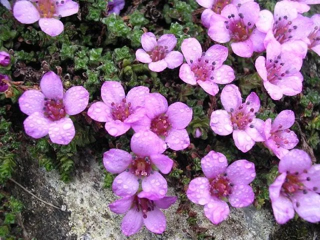 Blooms Of Ben Lawers