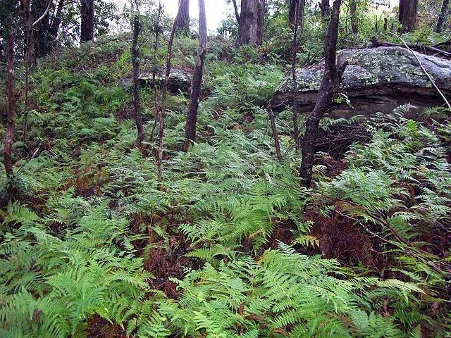 Bracken