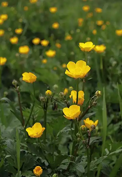 Creeping buttercup (Ranunculus repens)