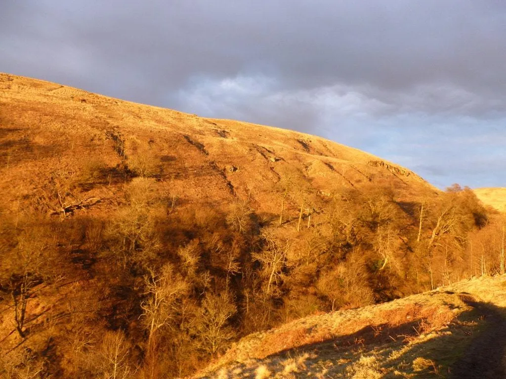 The setting sun was casting a remarkable glow on the hillside above the Campsie Glen