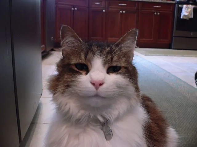 Cat In The Kitchen
