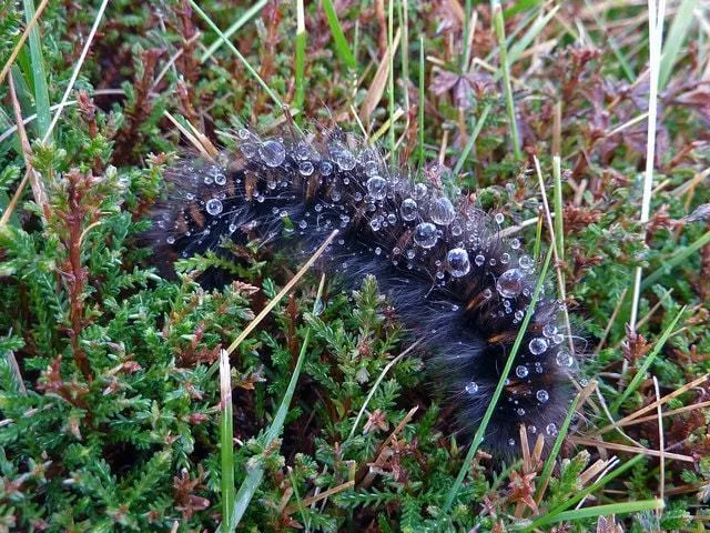 Caterpillar