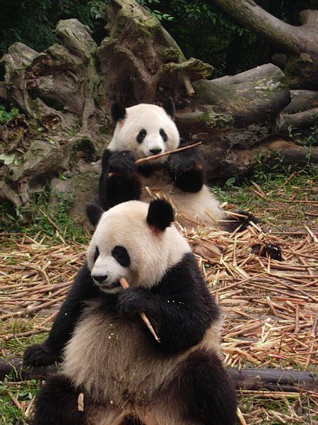 Chinese Pandas