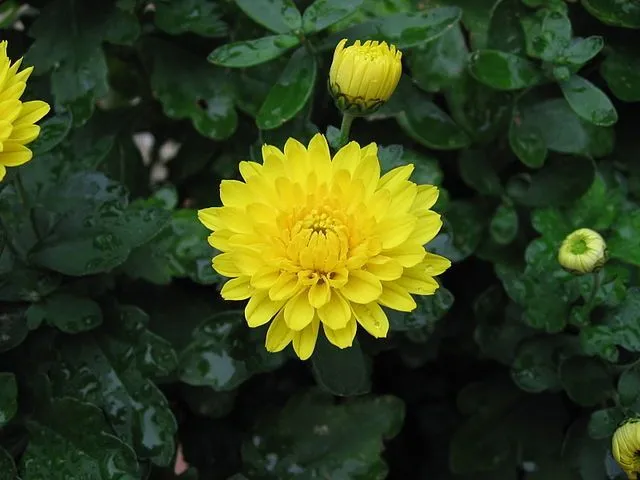 Chrysanthemum