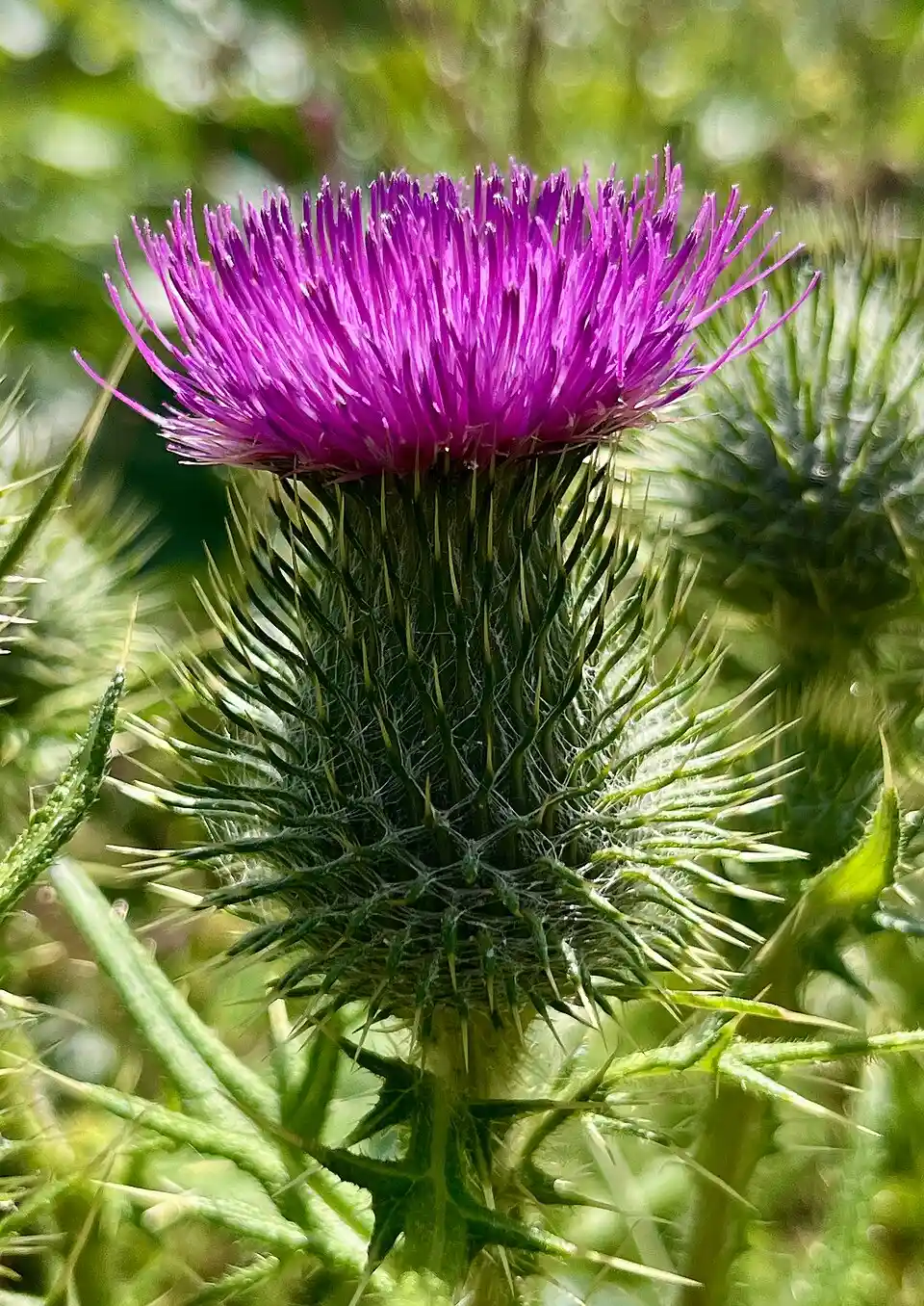 Flower of the spear thistle (Cirsium vulgare), also known as the common thistle