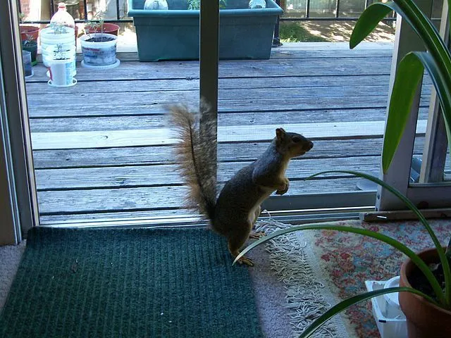 City Squirrel