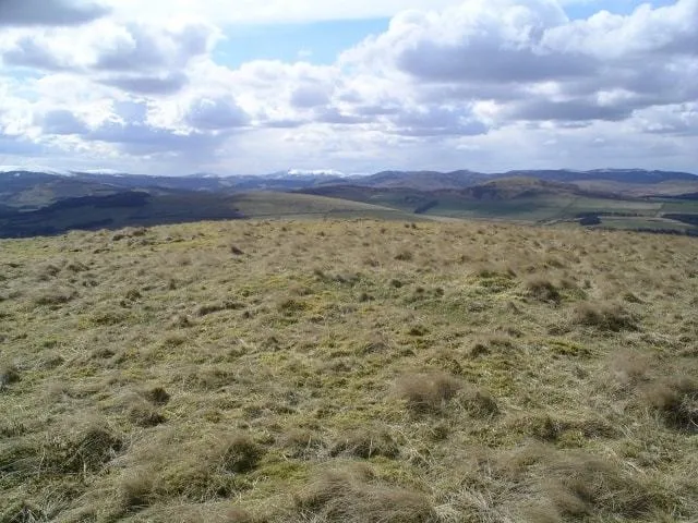 Collie Law