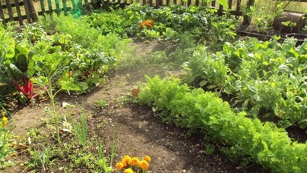 Vegetable Garden In Summer