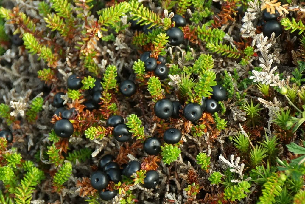 Crowberry