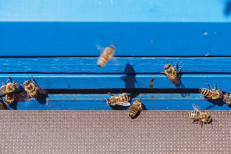 Bees at the entrance of their hive, Sonnenheide of the Deutsch-Französischer Garten, Saarbrücken.
