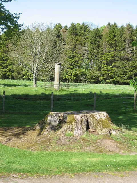The Duchess Tree