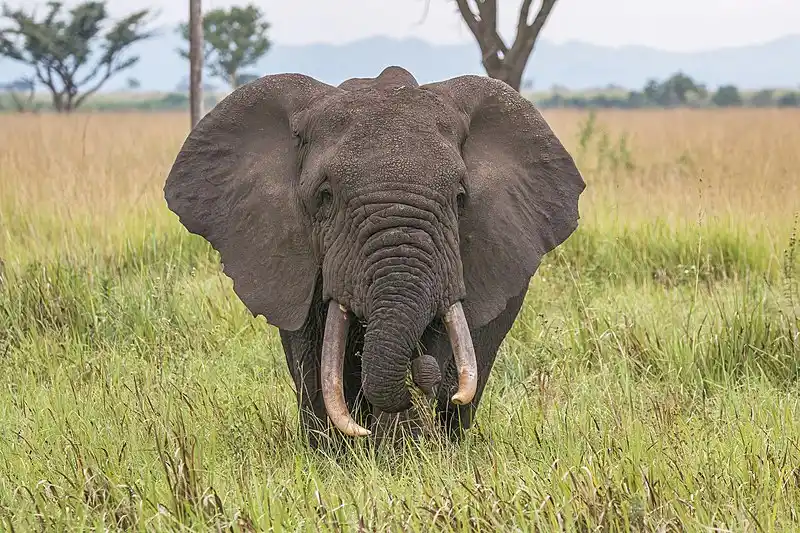 Elephant Image