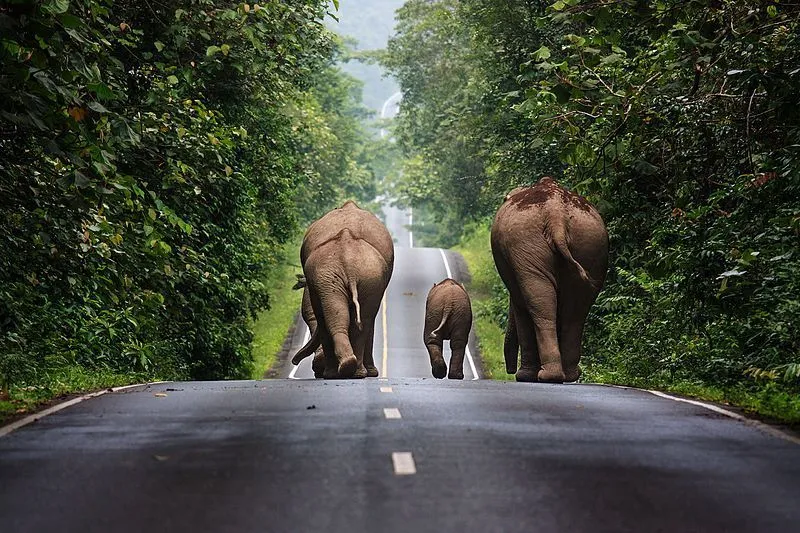 Elephant