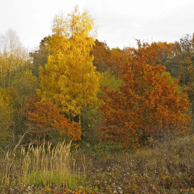 Epping Forest