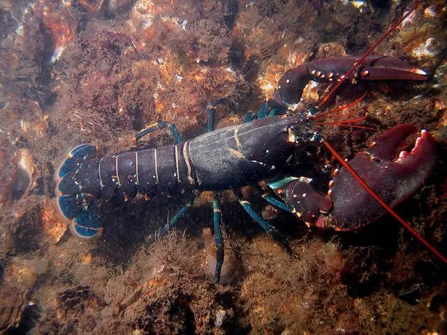 European Lobster Image