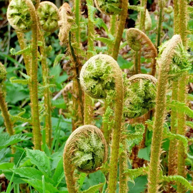 Fiddleheads