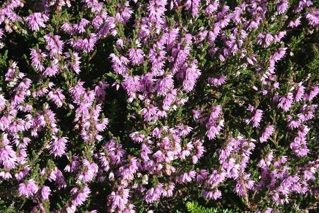 Flowering Heather in Scotland