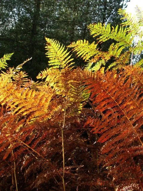 Golden Bracken