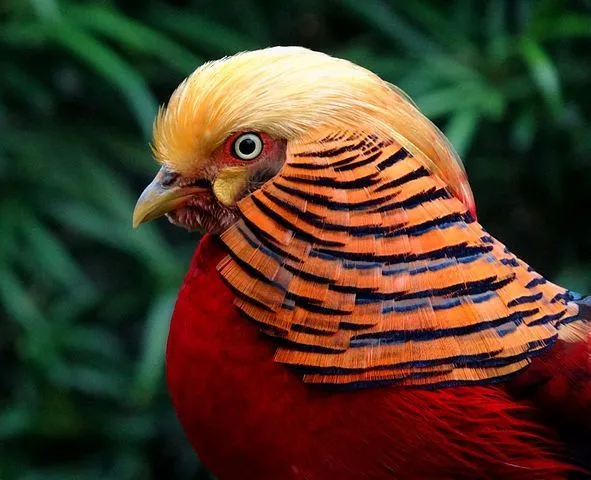Golden Pheasant Portrait