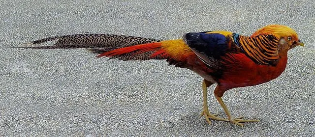 Golden Pheasant