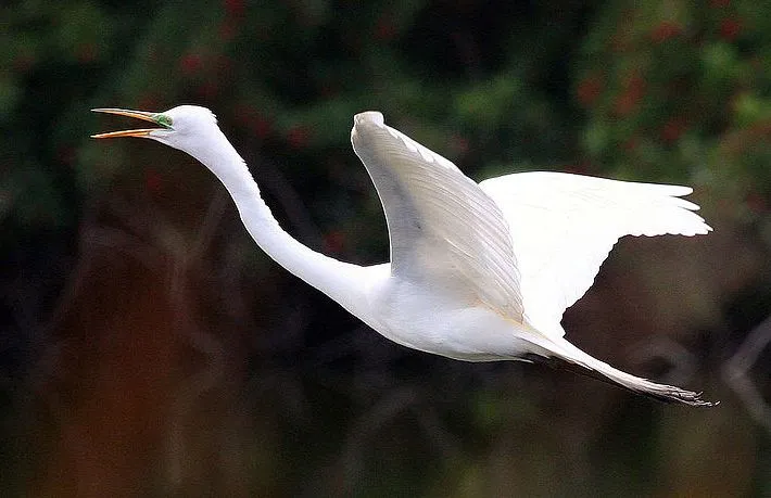 Graceful