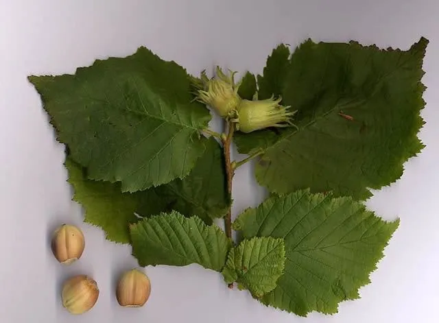 Hazel Tree Leaves And Nuts