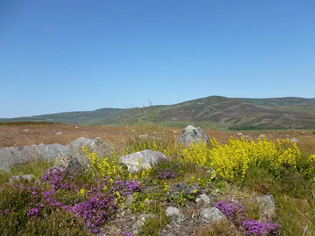 Wild moorland plants by the side of the Crathie to Gairnshiel road.