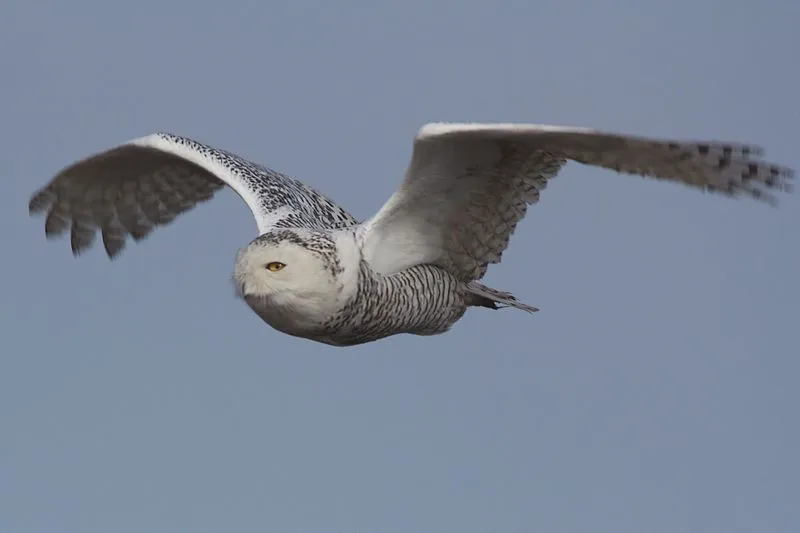 Hedwig - Snowy Owl (Bubo scandiacus), Delta, British Columbia, Canada