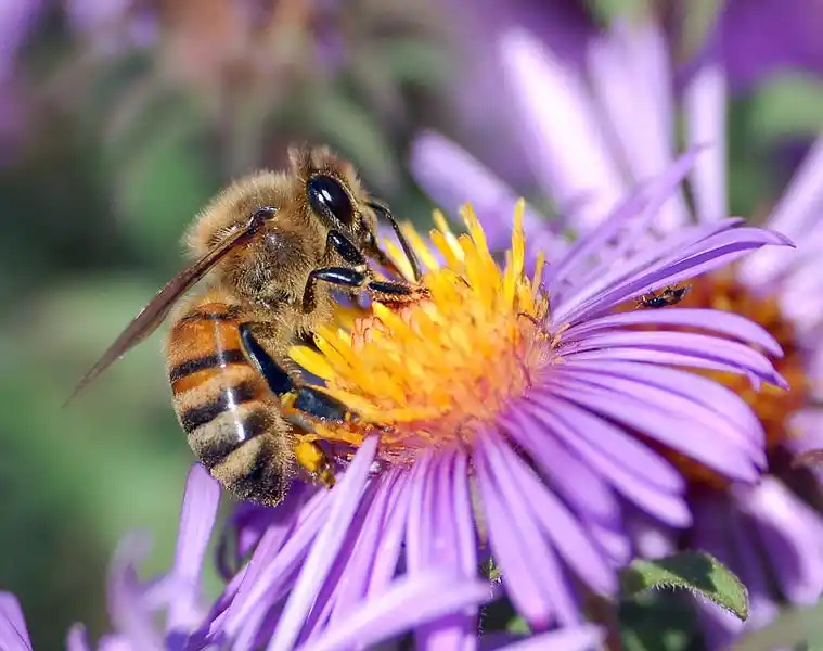 A European honey bee (Apis mellifera) extracts nectar from an Aster flower using its proboscis