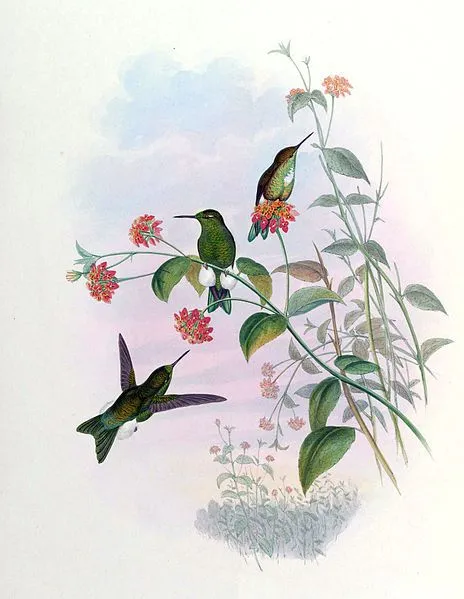 Hummingbirds
