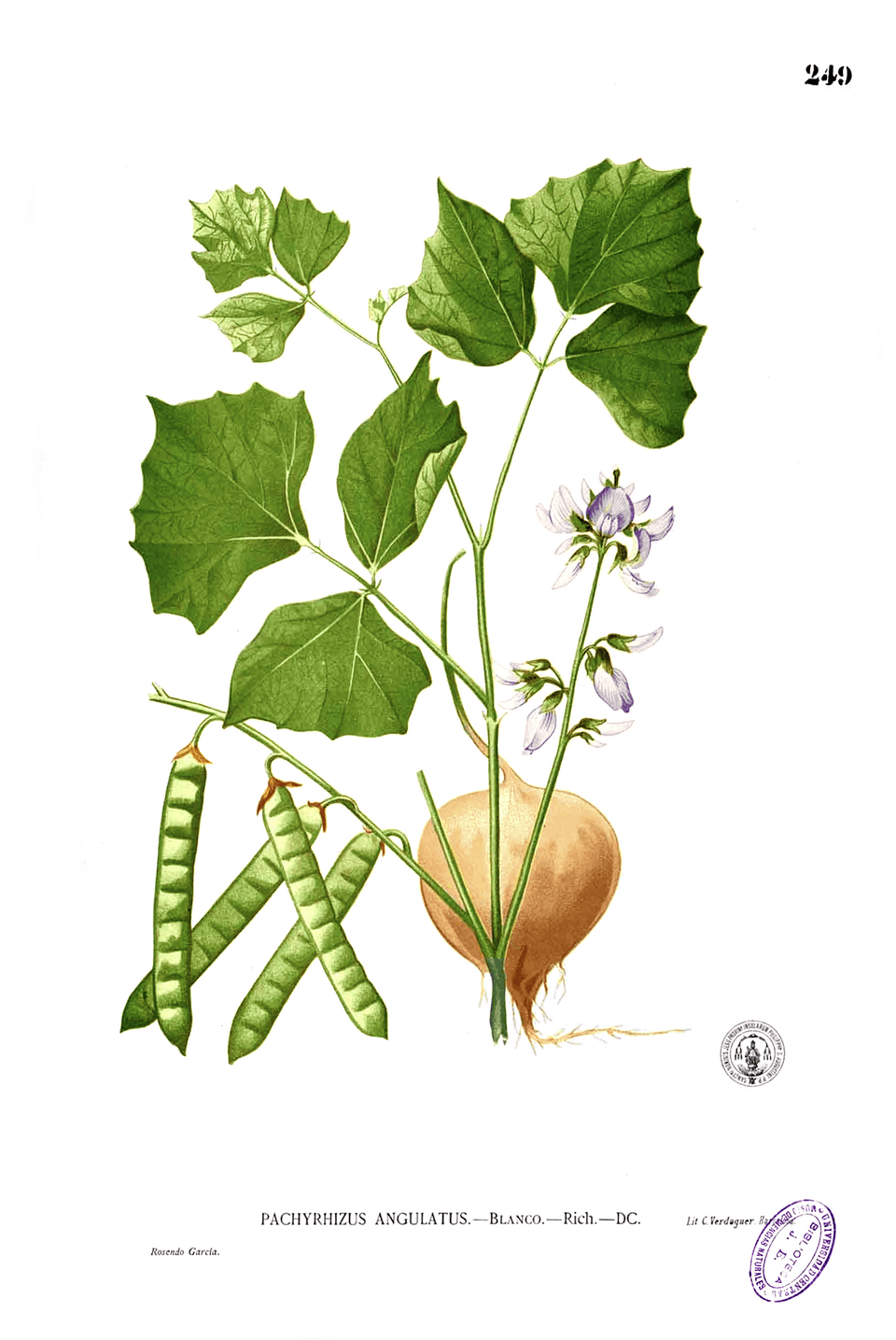 Jicama (Pachyrhizus Erosus), Flora De Filipinas, Plate From Book