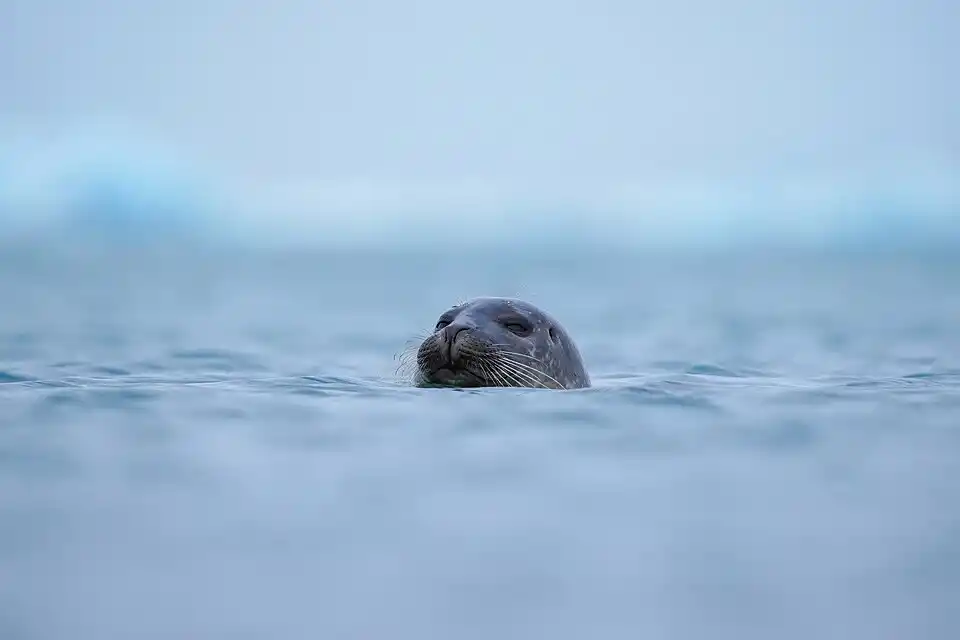Smiling wild harbor seal (Phoca vitulina) at Jökulsárlón (Iceland). 