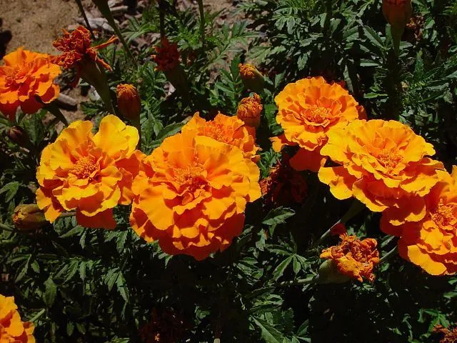Marigold