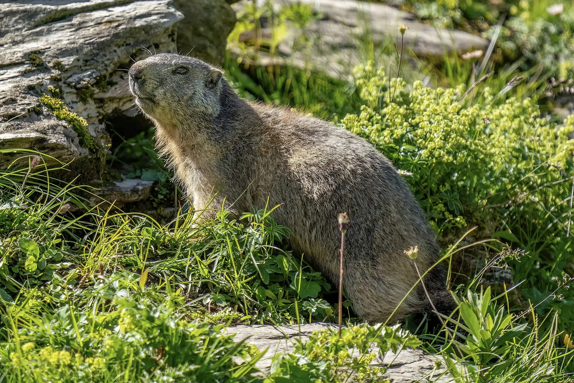 Wild marmot at Grand Muveran Nature Reserve 