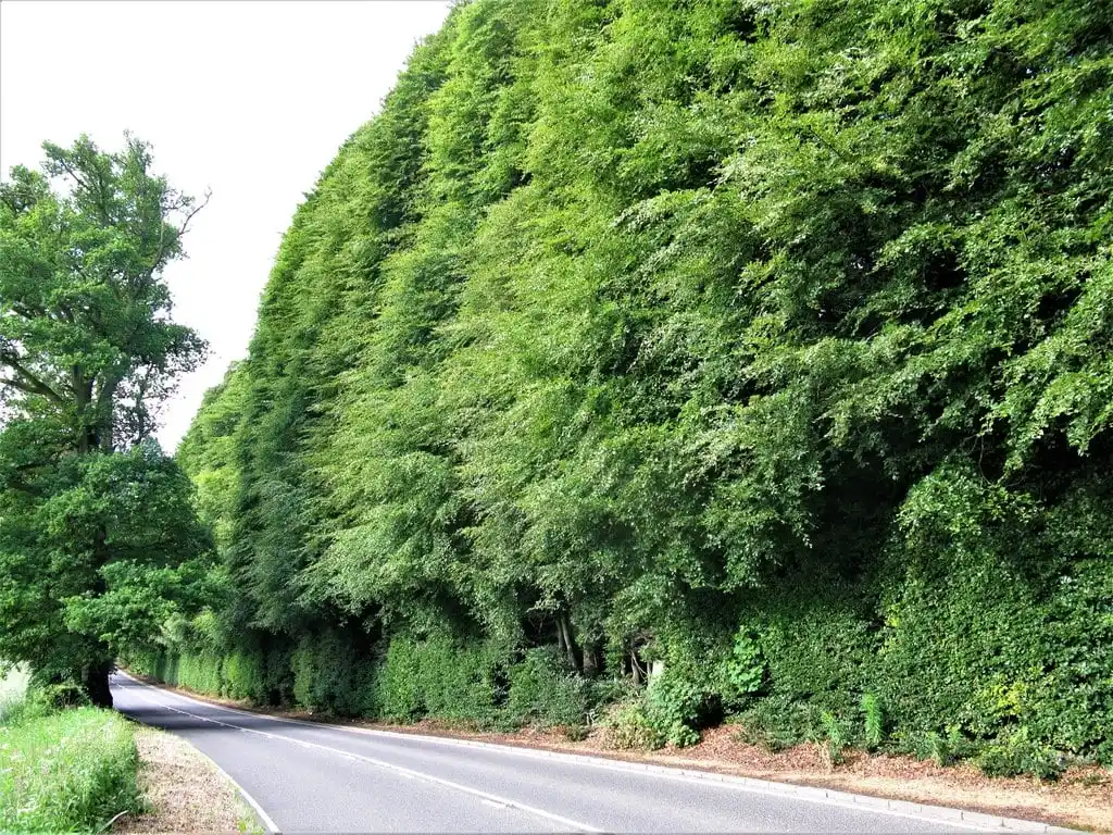 This hedge, believed planted in autumn 1745, has been officially recorded since 1966 as the world's tallest