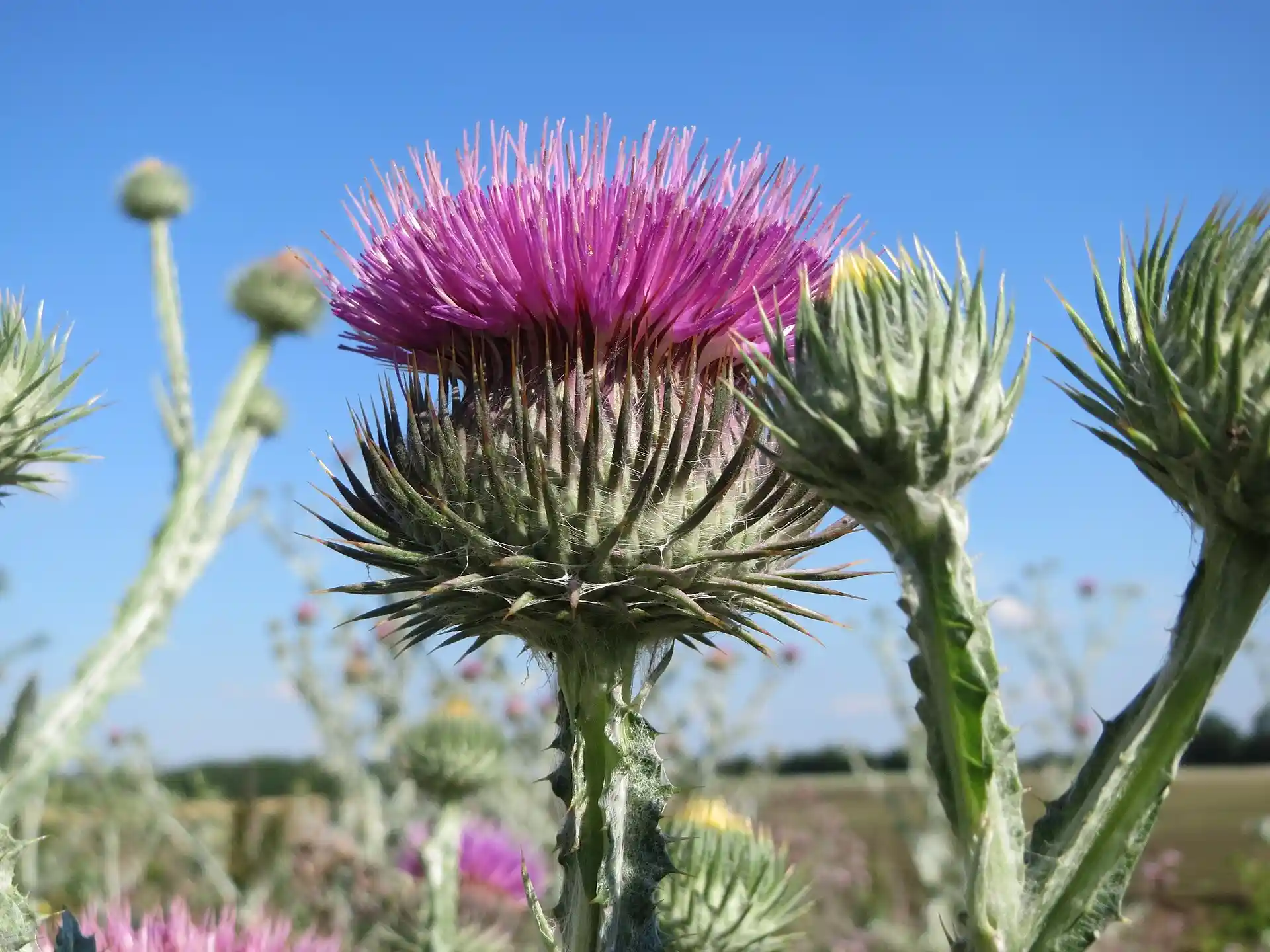 Flower of the cotton thistle (Onopordum acanthium), also known as the Scotch thistle