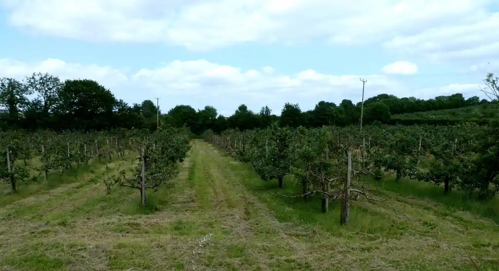Orchards Of Co. Armagh