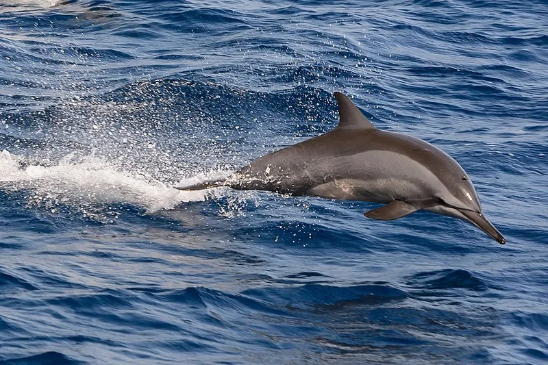 Dolphin Over The Waves