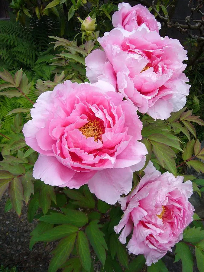 Peony Flower