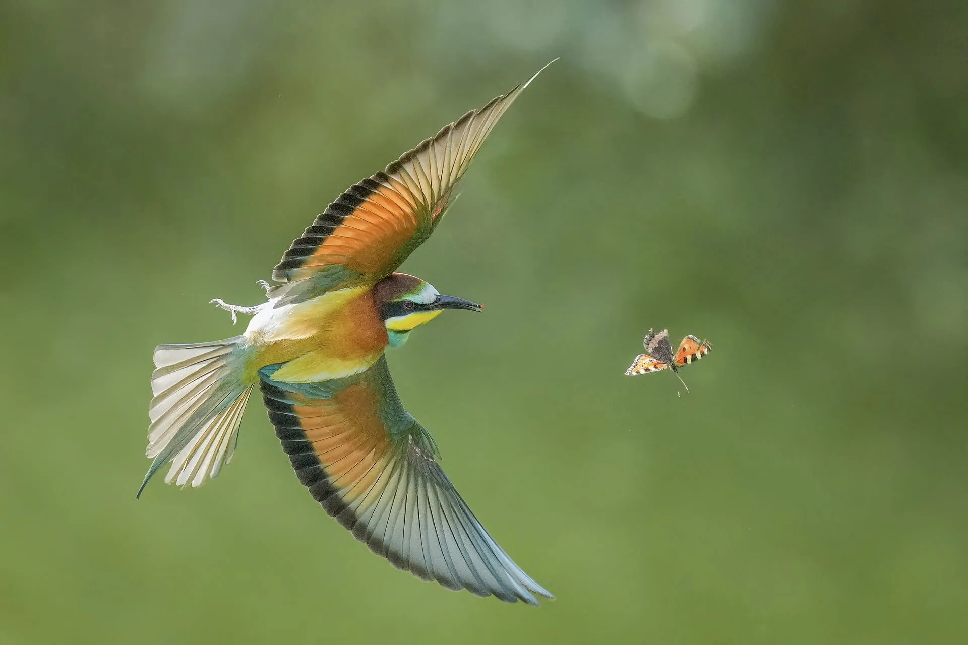 European bee-eater chasing an Aglais butterfly in flight in Pfyn-Finges, Switzerland