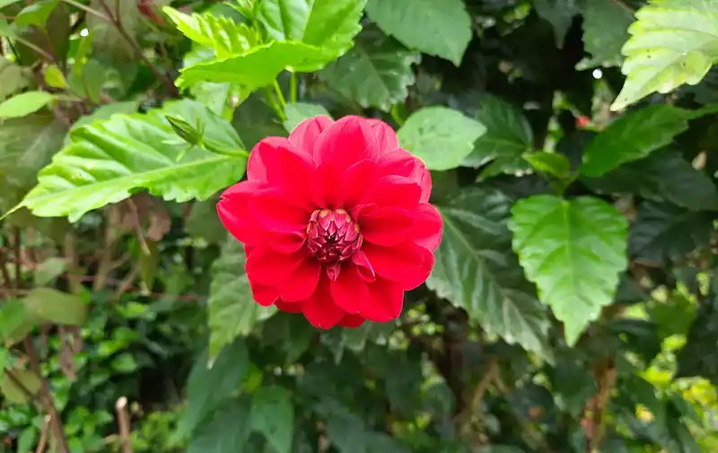 Red Flower
