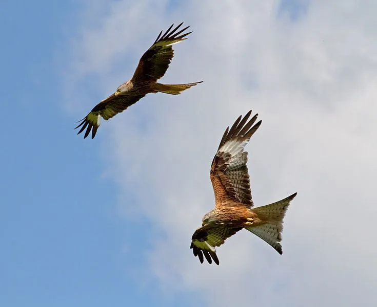 Red Kites