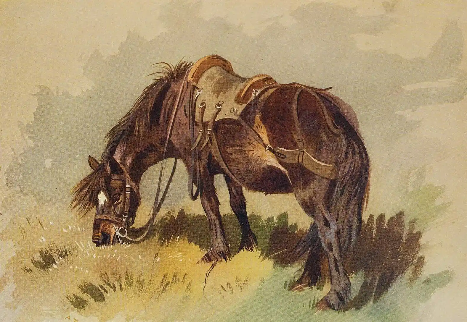 A naturalist's sketch book from Museum Victoria
