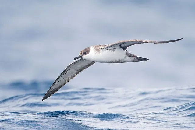 Shearwater flying over the waves